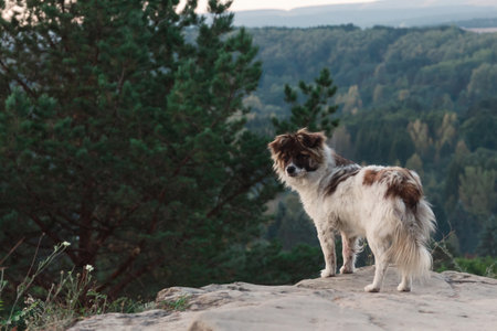 A wild dog stands at dawn on the mountainside and looks into the cameraの写真素材