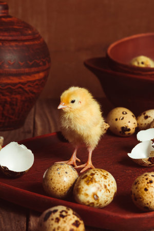 A quail chick, a chicken hatched from an egg. It stands among pottery and eggs. rustic styleの写真素材