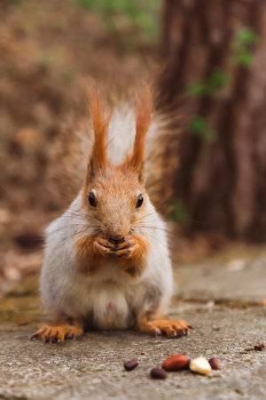 Red-gray squirrel eats various nuts close-upの写真素材
