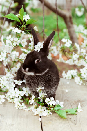 A black rabbit sits among cherry blossomsの写真素材
