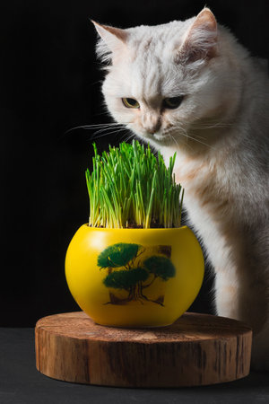 A white cat looks at the green grass in a yellow potの写真素材
