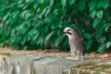 A jay is sitting on a rock against a background of green leavesの写真素材
