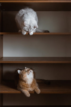 Two British bred domestic cats look at each other from different shelves of the closetの写真素材
