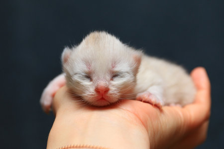 Newborn kitten sleeping on the handの写真素材