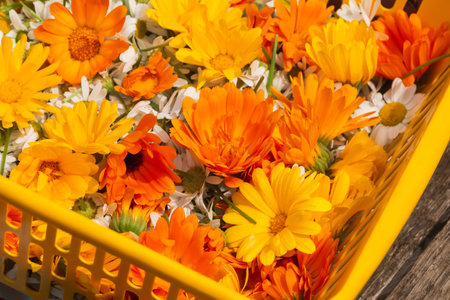 Bright orange flowers of calendula and white chamomile in a basket. Herbalism as an alternative medicineの写真素材