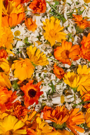 Bright orange flowers of calendula and white chamomile close-up. Herbalism as an alternative medicineの写真素材