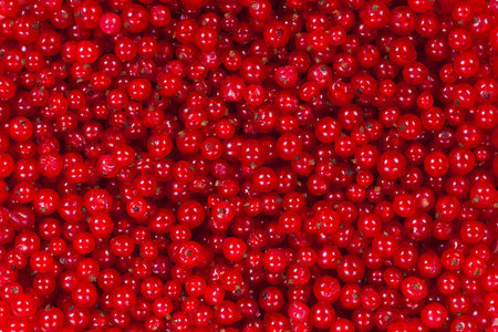 Ripe red currant berries for the whole frame close-upの写真素材