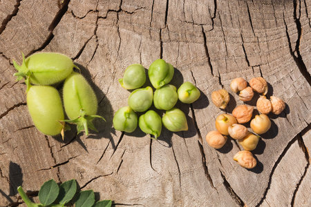 Chickpeas in three stages - green pod, fresh seeds, dried ripe grainsの写真素材