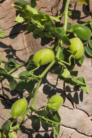 Green chickpea pods on a branch on a wooden backgroundの写真素材
