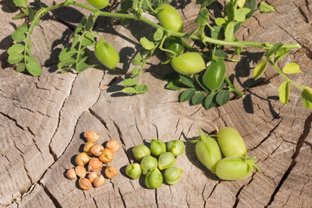 Chickpeas in four stages - on a branch, a green pod, fresh seeds, dried ripe grainsの写真素材