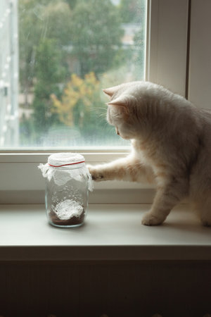 A white British cat plays with a butterfly that flies in a glass jarの写真素材