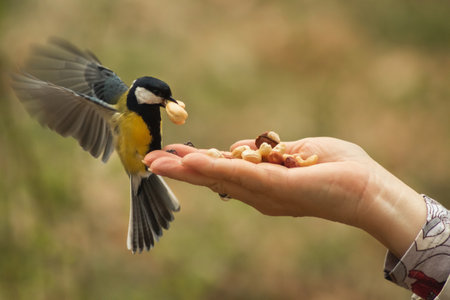 Titmouse in flight takes a whole cashew nut from a woman's hand. A close-up shot with a long shutter speed showing the movement of the bird's wingsの写真素材