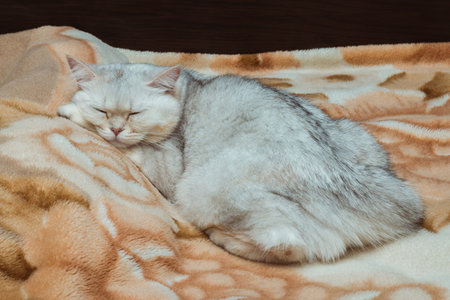 A silvery British cat sleeps sweetly on the bed. Pets at homeの写真素材