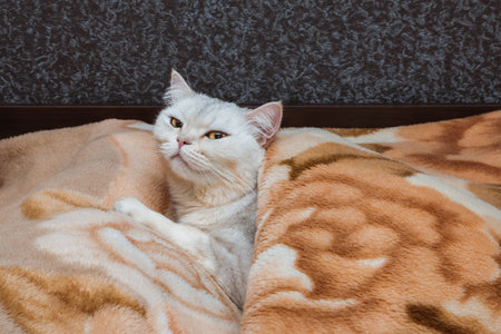 The awakened silver cat of the British breed lies on the bed under the blanket. Pets at homeの写真素材