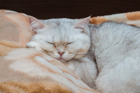 A silvery British breed cat is sleeping in close-up on a bed with its head on a pillow. Pets at homeの写真素材