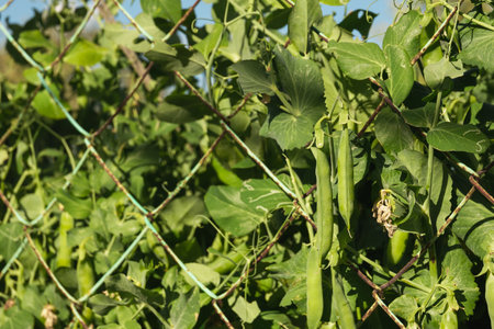 Ripe pea pods on a bush before harvesting. Growing vegetables in the gardenの写真素材