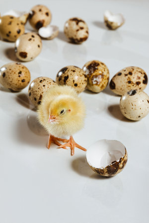 A quail chicken squints among the quail eggs. Poultry farming in incubatorsの写真素材