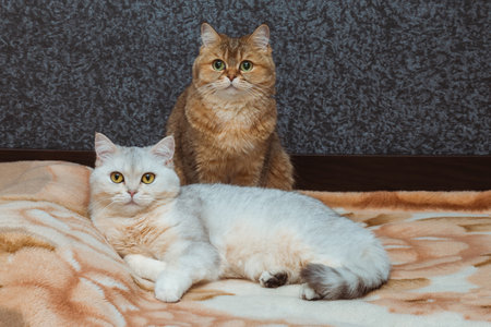 Two British cats of red and silver color are looking straight at the bed. The relationship of pets in the houseの写真素材