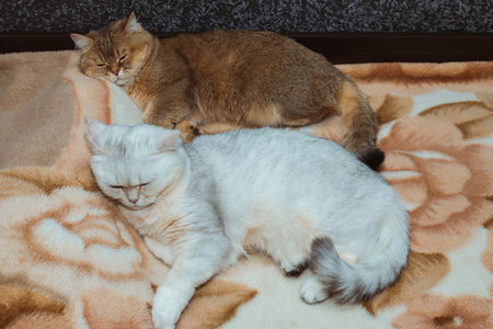 Two British cats of red and silver color sleep together on the bed. The relationship of pets in the houseの写真素材