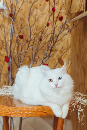 A white fluffy Angora cat with multicolored eyes lies on the table against a background of a tree decorated with heartsの写真素材
