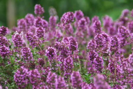 Lilac creeping thyme, oregano during flowering macro. Medicinal herbs in natureの写真素材