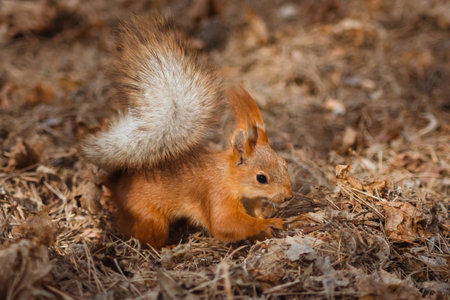 A curious red squirrel is looking for food among the fallen leaves. Wild animals in their natural habitatの写真素材