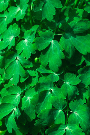 Beautiful green background of catchment leaves, aquilegia for the full frame, macroの写真素材