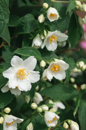 White jasmine flowers on a bush among green leaves. Growing garden shrubsの写真素材