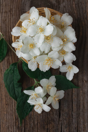Top view of a fresh collection of white jasmine flowers on a wooden backgroundの写真素材