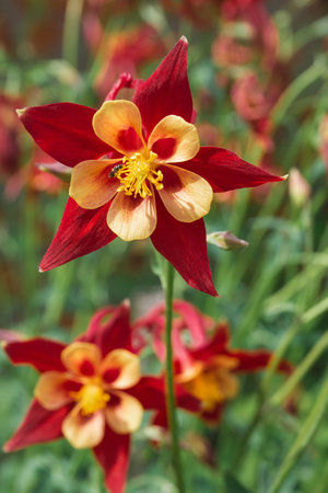 Red and yellow decorative aquilegia flower with a bee on a bright sunny dayの写真素材