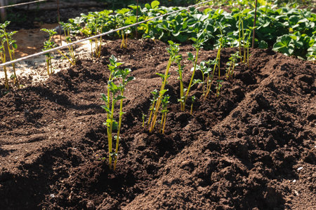 Potato seedlings are planted in the ground in an even line in the gardenの写真素材