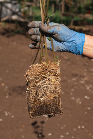 The root system and small tubers of potato seedlings held by a woman's hand in a blue gloveの写真素材