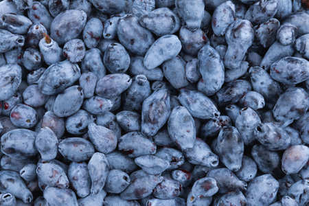 Macro blue honeysuckle berries for the full frame. Fresh harvest of bush cropsの写真素材