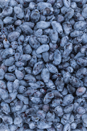 Blue honeysuckle berries for the full frame. Fresh harvest of bush cropsの写真素材