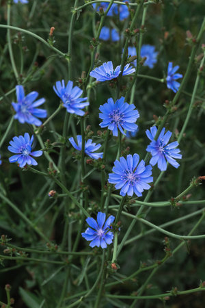Chicory is in the flowering stage. Stems of wild chicory with blue flowers. Collection of medicinal herbsの写真素材