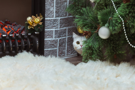 A white British cat with yellow eyes peeks out from under a Christmas tree near the fireplaceの写真素材