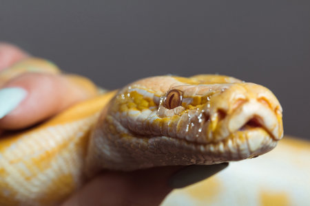 Yellow spotted python in female hands close upの写真素材