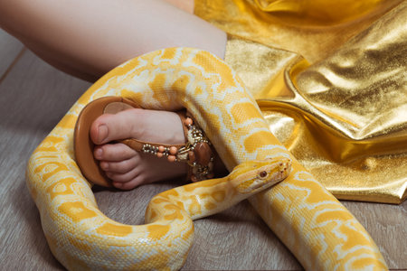 A yellow spotted python wraps around a woman foot. Snake as a petの写真素材