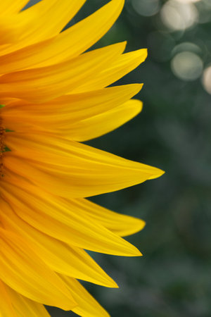 A bright sunflower flower with yellow petals in soft focus close up and blurred backgroundの写真素材