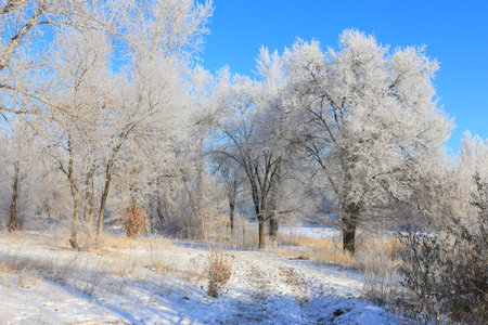 Winter path to the forest with trees in frostの写真素材