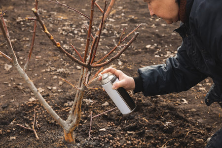Woman applying liquid pruning seal from a spray can to a tree damaged by rabbits. The treatment helps to protect the tree and promote healing. The tree is surrounded by bare soil and fallen leavesの写真素材