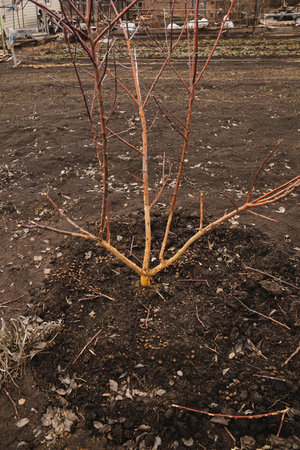 Tree with bark damaged by rabbits during springtime surrounded by bare ground in a garden setting. The bark is stripped from the trunk, exposing the wood beneathの写真素材