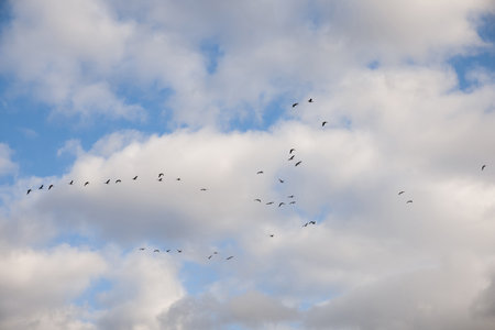 Birds fly in a V-shaped wedge against a backdrop of scattered clouds. The sky displays a mixture of blue and white, highlighting the orderly flight pattern of the migration birdsの写真素材