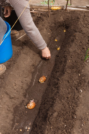 The process of planting potatoes with sprouts in a flat bed by a gardener, creating the basis for a future harvestの写真素材