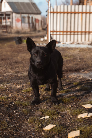 A small black stray dog is standing in front of a country house, with a treat for the animalの写真素材