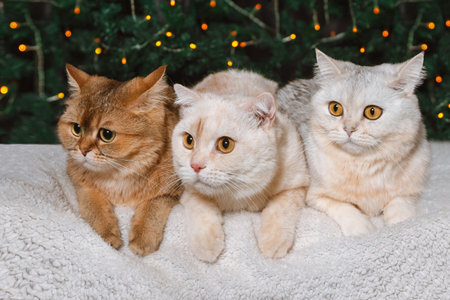 Three different British cats lying side by side against the backdrop of Christmas lightsの写真素材