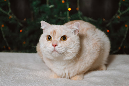 A light colored British cat lies on a fur surface against the backdrop of Christmas lightsの写真素材