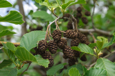 The fruits of the deciduous alder tree are small brown cones among the green leaves on the branchの写真素材