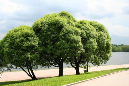 Three trees on the river bank.の写真素材