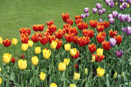 Multicolored tulips in the park.の写真素材